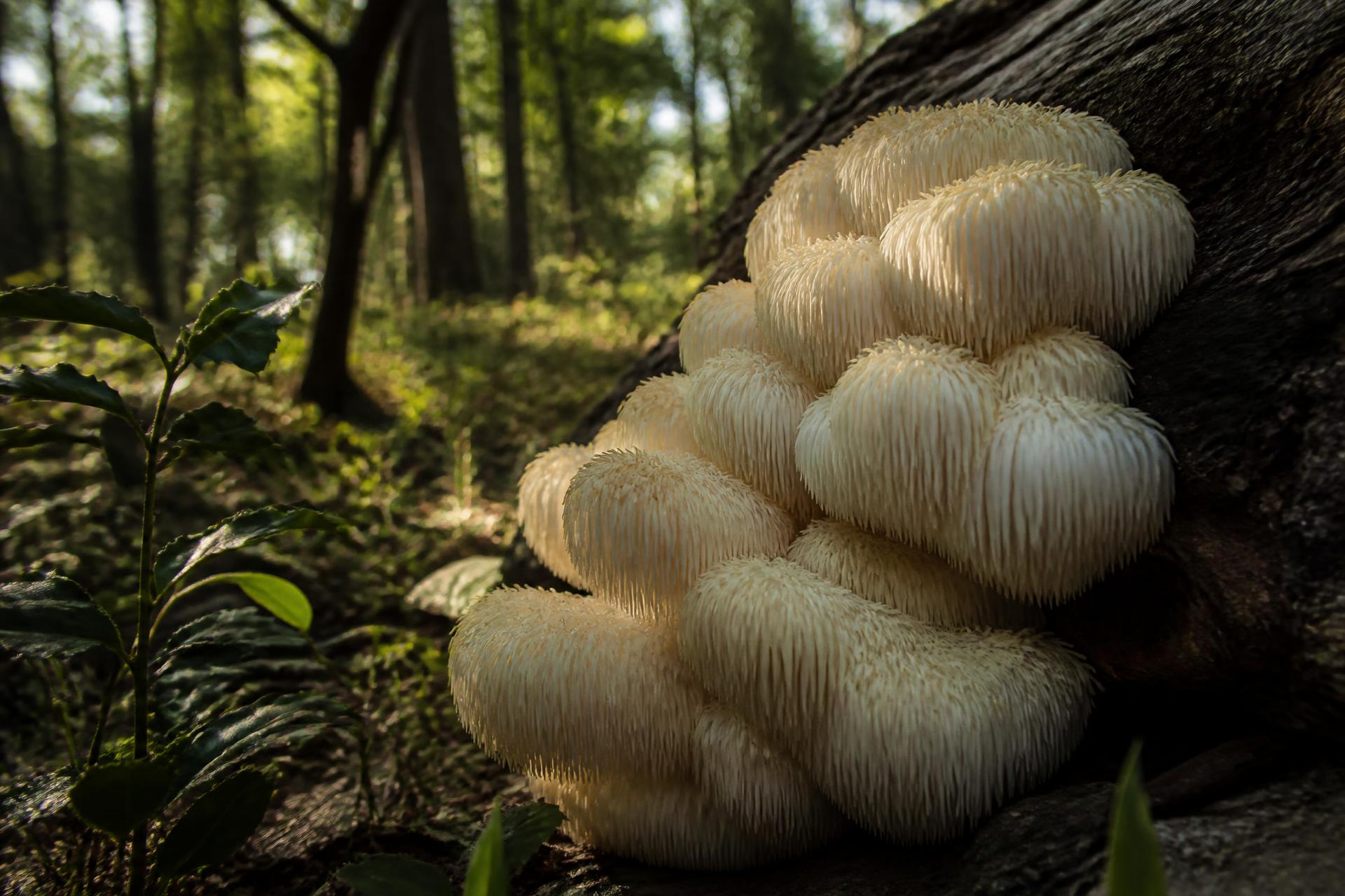 Wild lion's mane mushroom fruiting on a fallen hardwood log