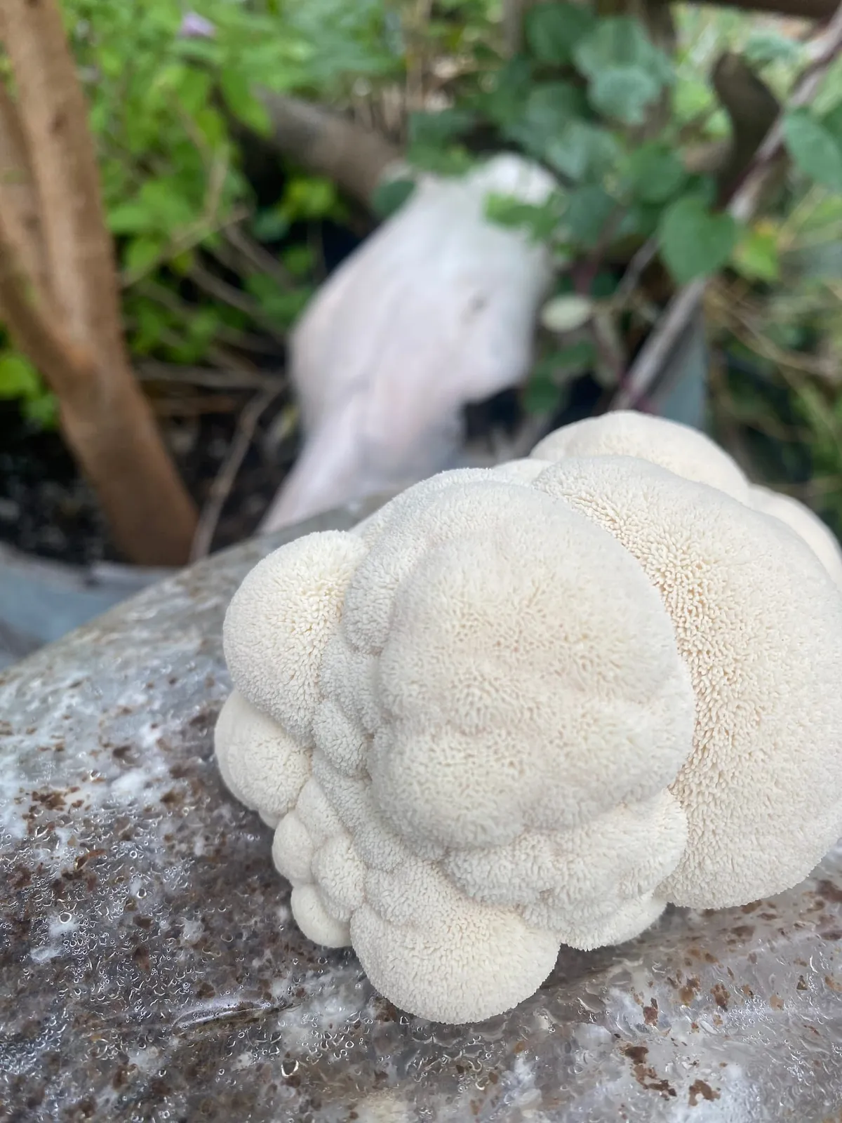 Lion's mane mushroom used in Sam the Fungi's dual-extract capsules