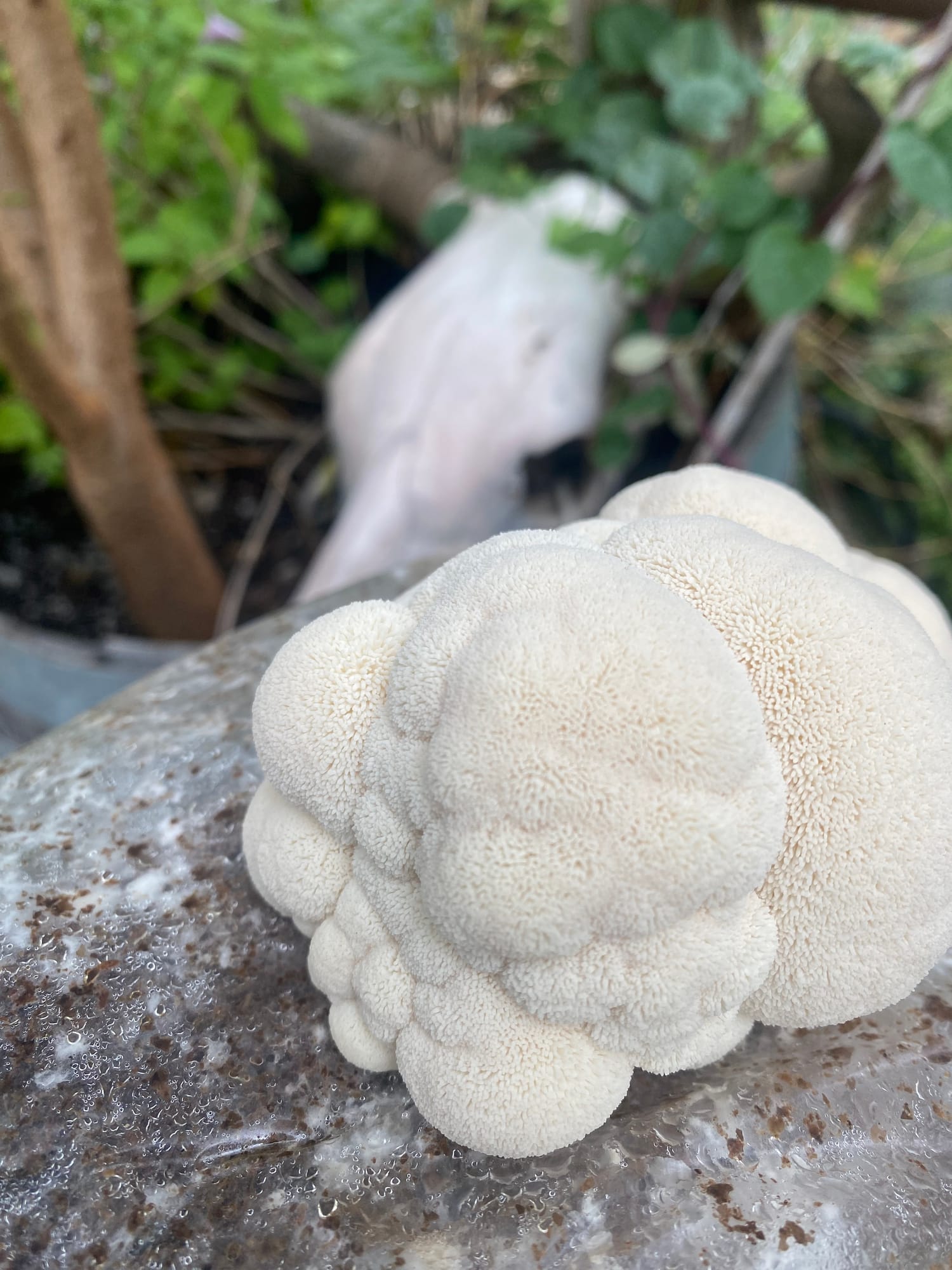 Lion's mane mushroom used in Sam the Fungi's dual-extract capsules