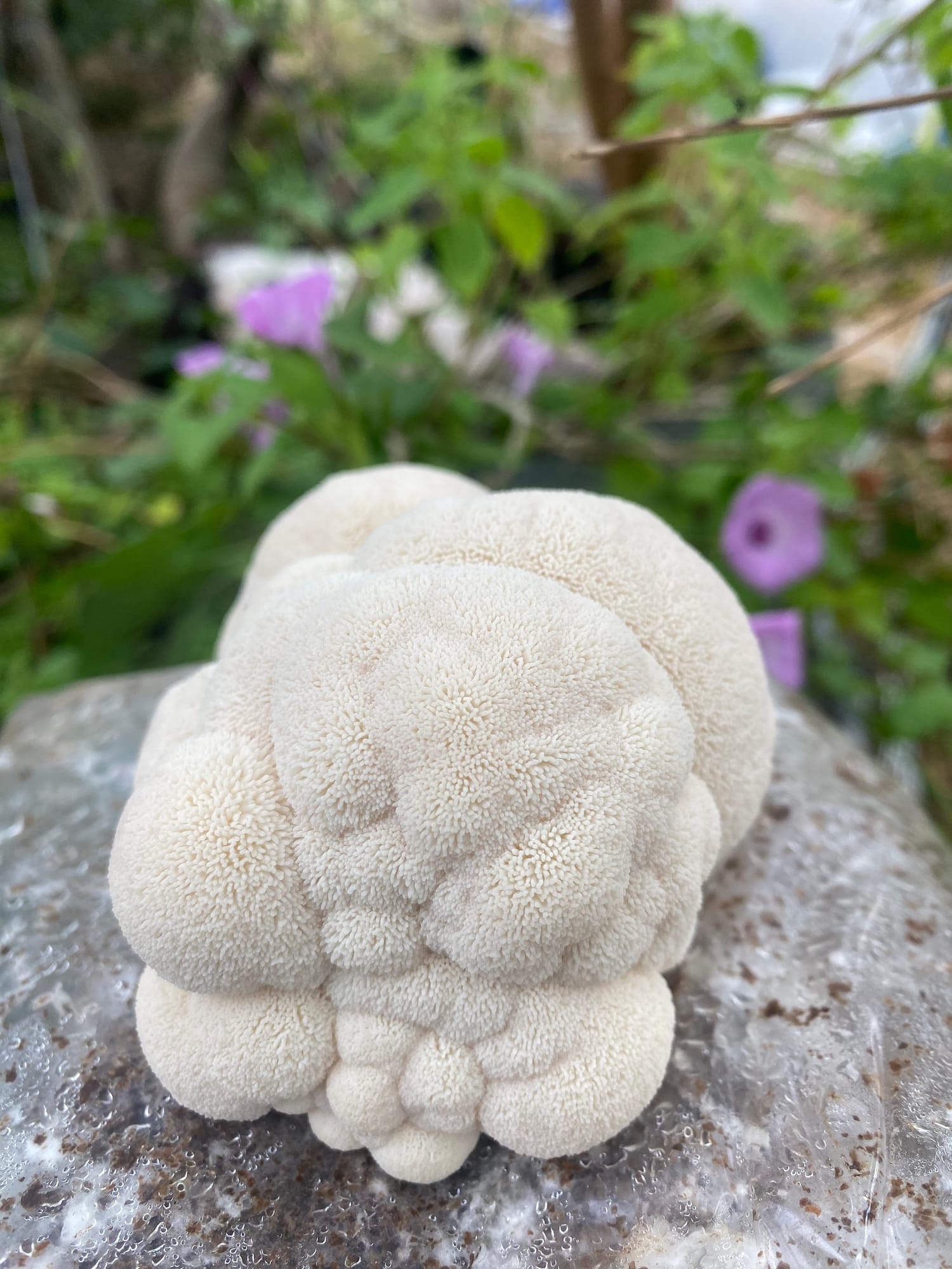 Lion's mane mushroom, the source of Sam the Fungi's dual-extract tincture