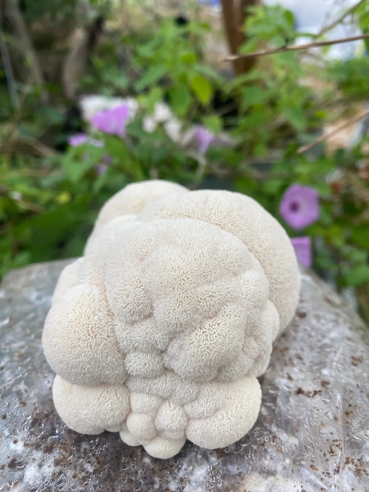 Lion's mane mushroom, the source of Sam the Fungi's dual-extract tincture